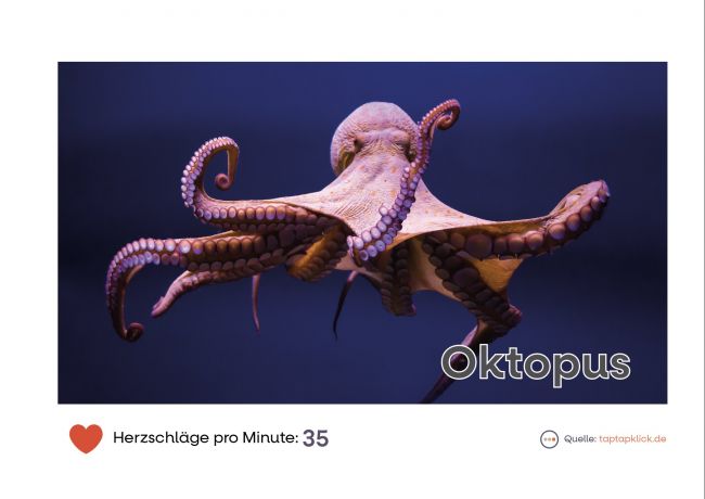 Beispiel Bildkarte. Oktopus.