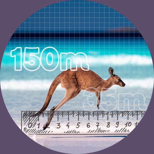 Ein am Strand springendes Känguru. Davor ein skizziertes Lineal und zwei Zahlen (Meterangaben).