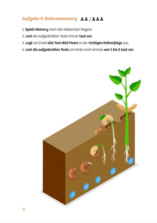 Überschrift: Bohnenmemory. Darunter eine Infografiken, die den Wachstum eines Samens zeigt: Samen in Erde, Samen mit herausgewachsener Keimwurzel, Keimwurzel mit Seitenwurzel, aus der Erde herausgewachsener Keimling und ein junger Spross mit Laubblättern.